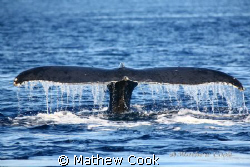 "Humpback Fluke". This whale was so close to us we could ... by Mathew Cook 